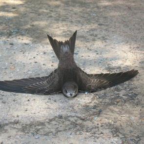 ����: Ƹ������ ������� 