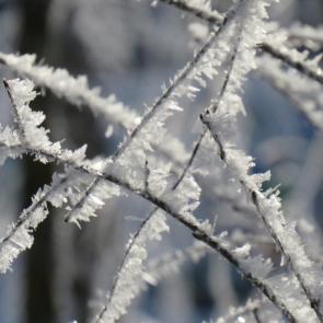 ����: ����������� ����