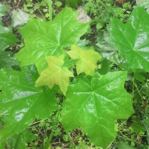 �������������� ���������������