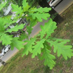 ����: �������-���������