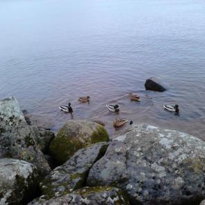 ����: ������