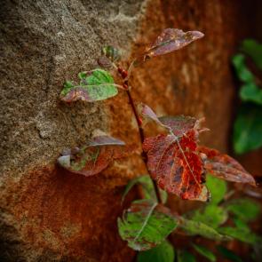 ����: ������� ������� 