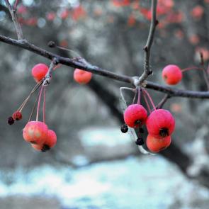 ����: ����� ������