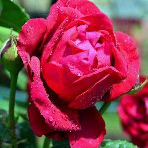 ���� ��������: 