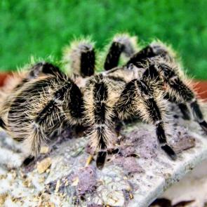 ���� ��������: ���� �������