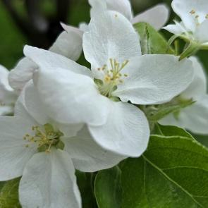 ���� ��������: ������