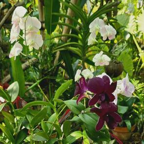 ���� ��������: Orchid