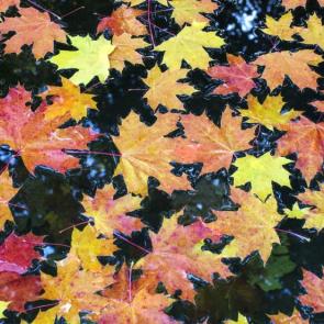 ����: ������� ������ �� ������ ����������� 