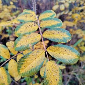 ����: ������� ��������