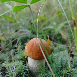 ����: �������������