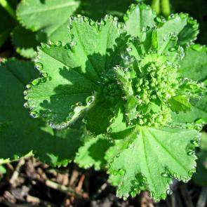 ����: ��������.