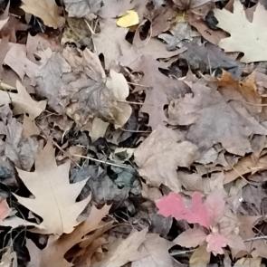 ����: ������� ������