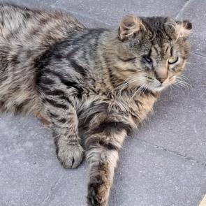 ����: ����� �������