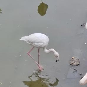 ����: ��������-������� �����
