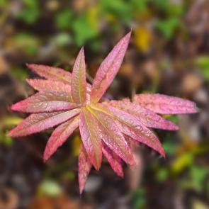 ����: ���� �����������