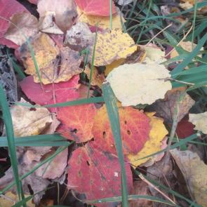 ����: ������ �����