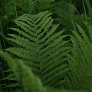 ����: ���������� � ����