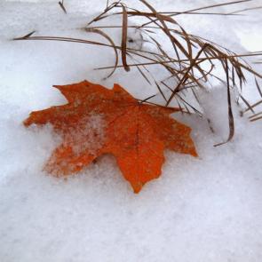 ����: ���� �� ��� �������