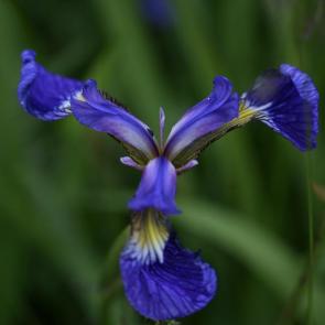 ���� ��������: ����