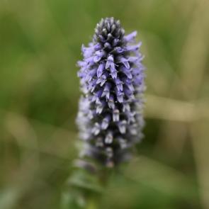 ����: �������