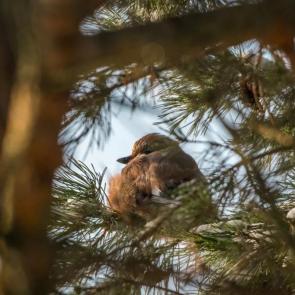 ����: ���������