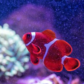 ����: ����-�����