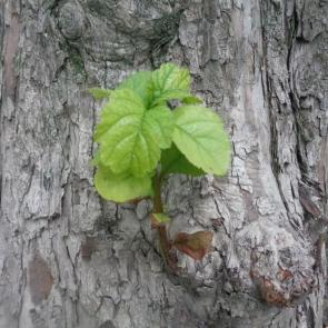 ����: ������ �� ������