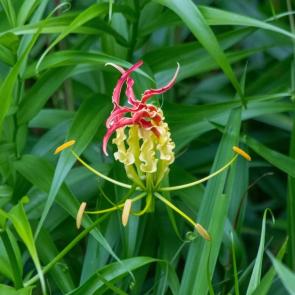 ����: ��������