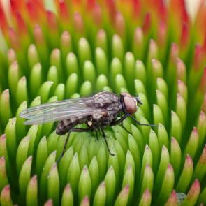 ����: ���� �� ������...