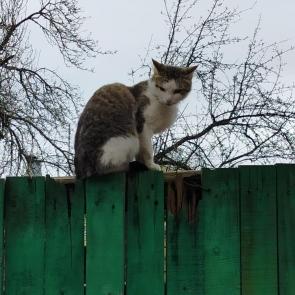 ����: ������� ��������.