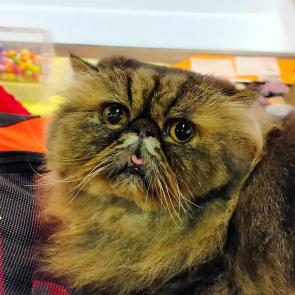 ����: ������� �������.