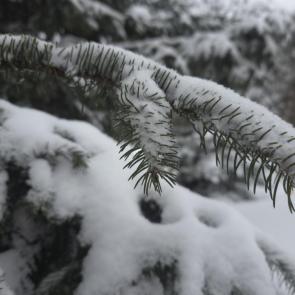 ����: ���