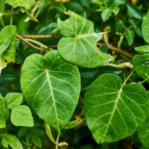 ����: ��������