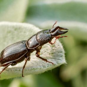 ����: ���