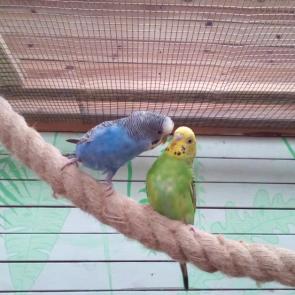 ����: �������.