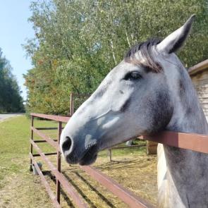 ����: ��� �������.