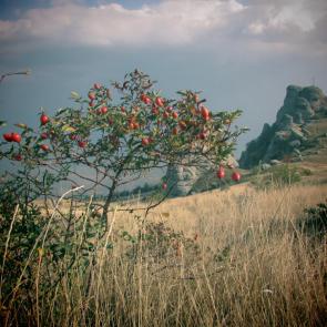 ����: �������� �� ��������