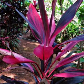 ����: ������ ��� �����