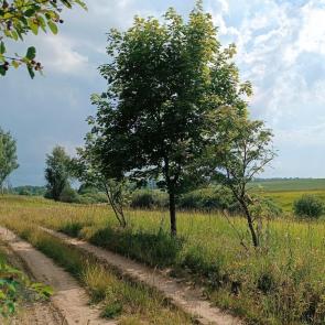 ���� ��������: 