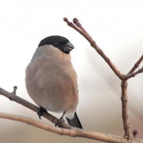 ����: ����������. 