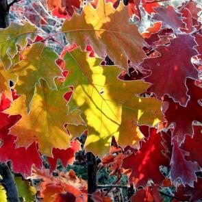 ����: ���������� ����� 