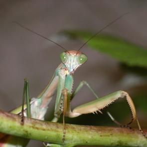 ����: ������� ��������