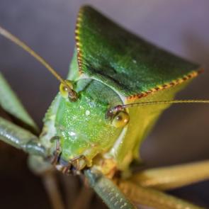 ����: ������� ���������