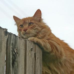 ����: �������...