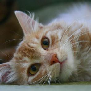 ����: ����� �� ����������