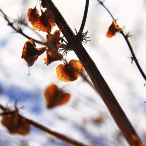 ����: ������ �������