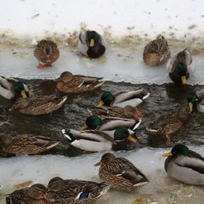 ����: ������� ����