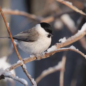 ����: ������