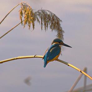 ����: ���������.