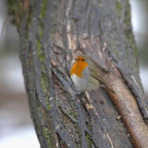 ����: ���������.